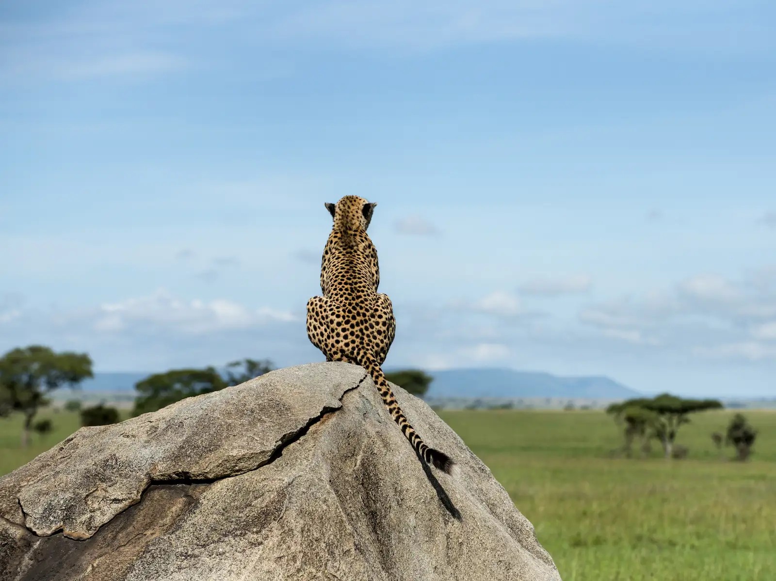 safari view luxury camp serengeti