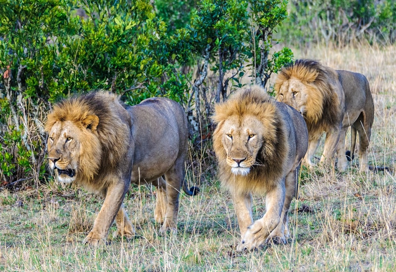 group of three male lions marking their territory