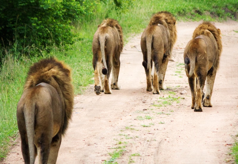 Male lion coalitions patrol and mark their territory 