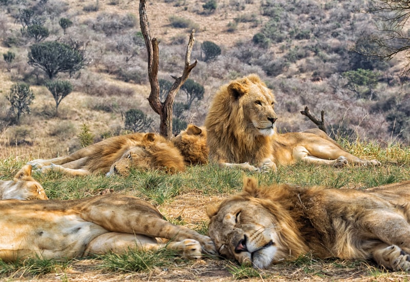 One of the male lion coalitions resting in the heat of the day.