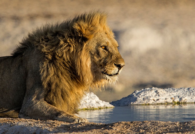 Male lion drinking from a waterhole