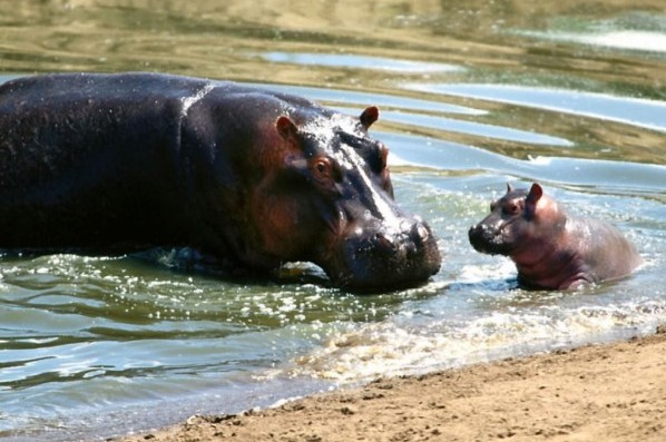 hippopotamus in the kruger