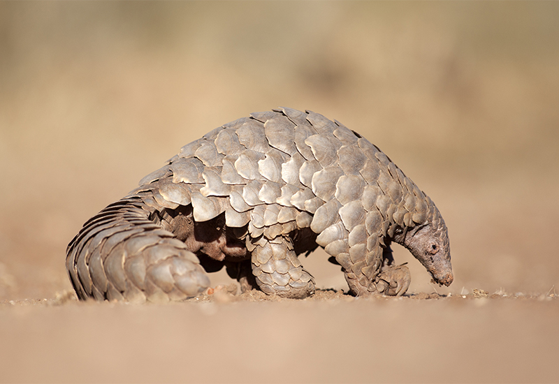 Pangolin out of his burrow during the day