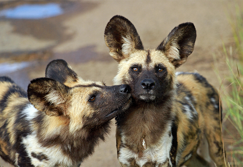 Two African wild dogs embracing 