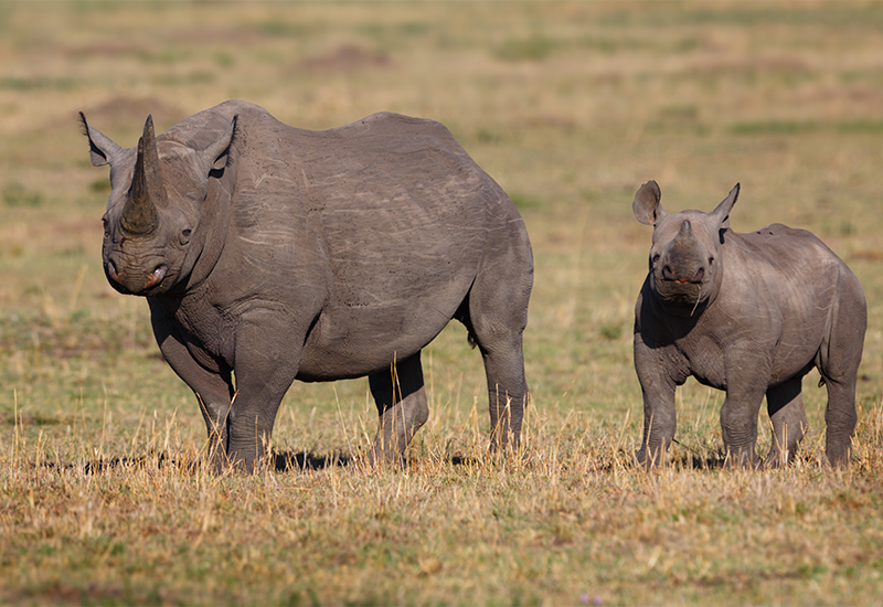Black rhino mother and calf grazing