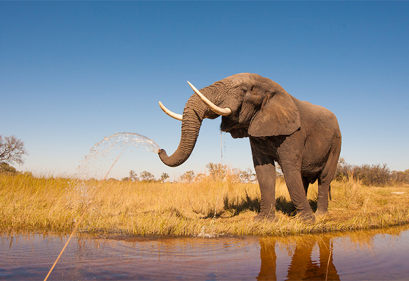 African elephant drinking and cooling down at a waterhole
