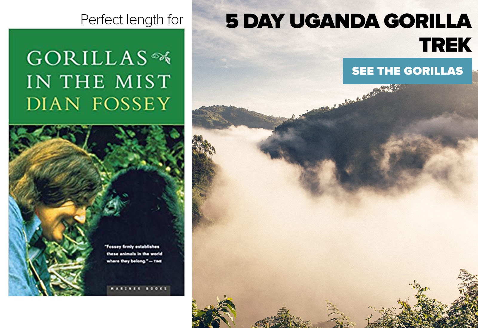 gorillas in the mist perfect book for 5 day uganda gorilla trekking