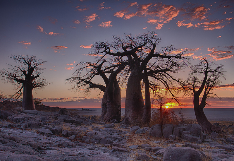 Baobabs in the Kalahari - Botswana phrase guide