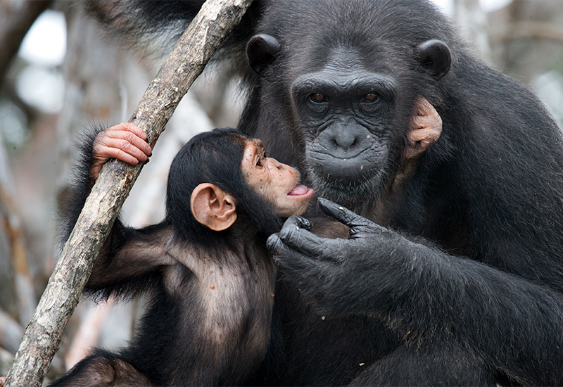 Chimpanzee mother and infant embracing one another