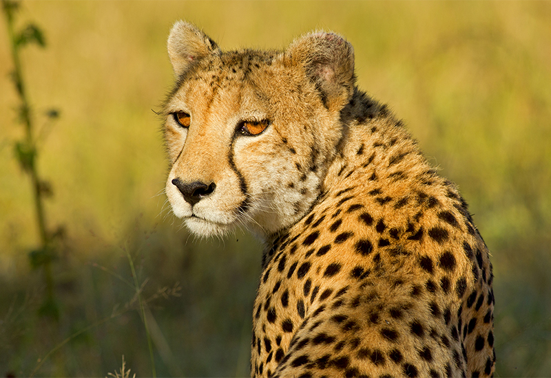 Cheetah patrolling the area