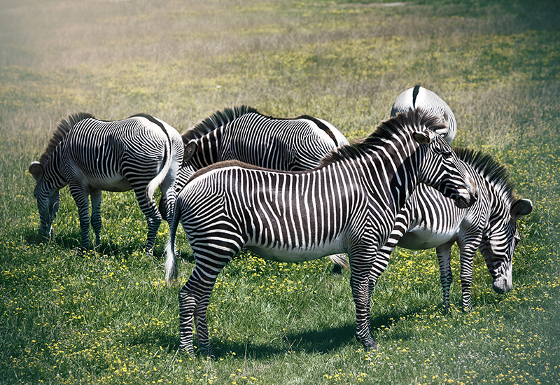 Grevy's zebras grazing in the fields. 