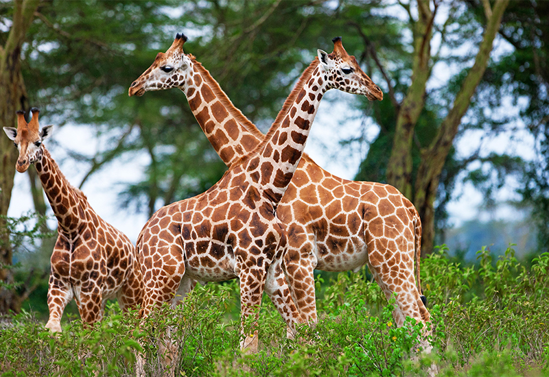 Rothschild giraffe gathered under a canopy of trees