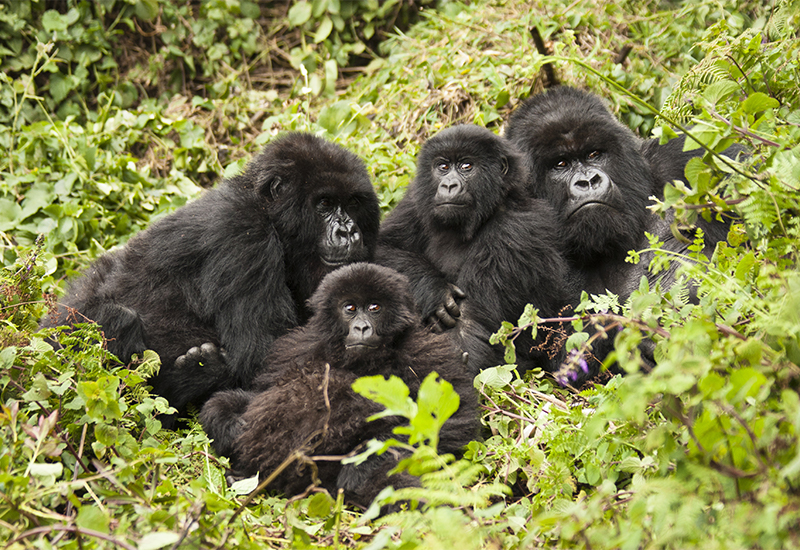 a family of mountain gorillas huddled together 