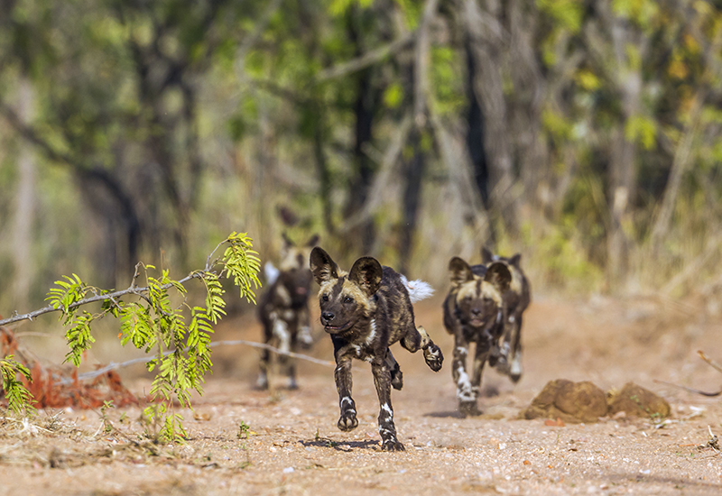 Wild dogs on a hunt - animals in Botswana