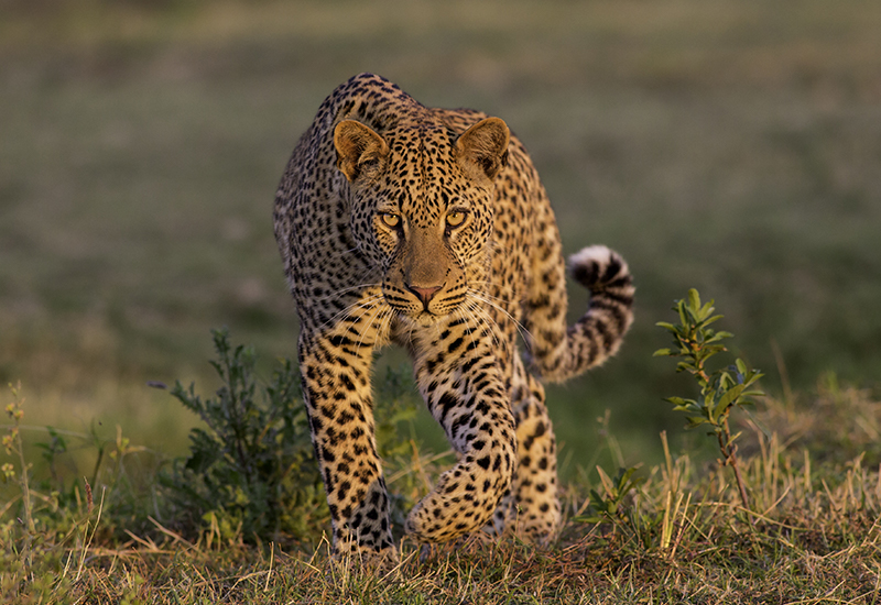 Leopard are one of the animals in Botswana seen on safari