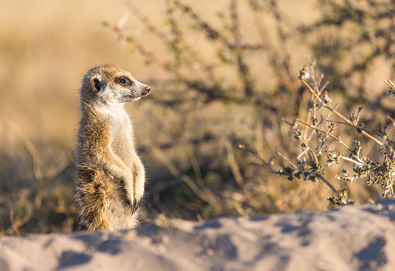 Meerkat on the lookout - animals in Botswana 