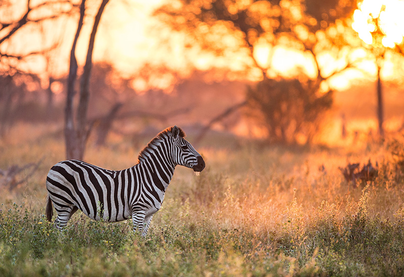 Lone zebra grazing in the bush - animals in Botswana 