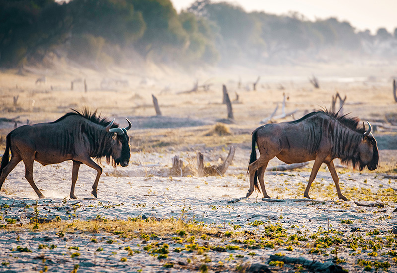 Two wildebeest roaming the bush - animals in Botswana