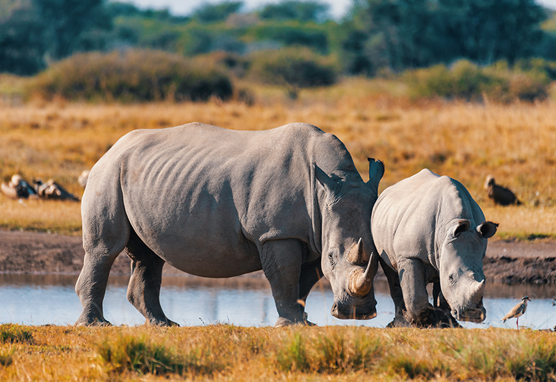 Rhino mom and calf - animals in Botswana 