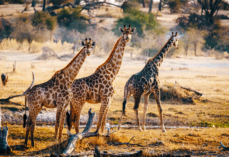 Sighting of three Giraffe - animals in Botswana 