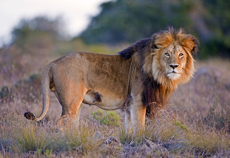 Male African lion - animals in Botswana