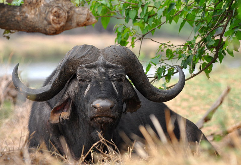 African buffalo - animals in Botswana