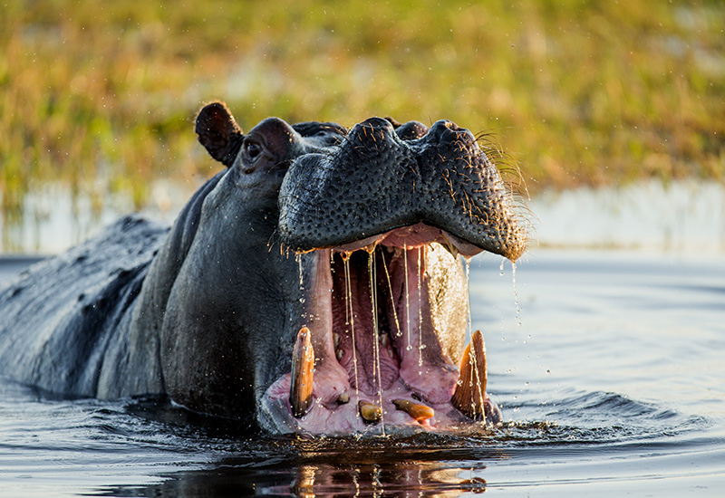 Hippo with its mouth open - animals in Botswana