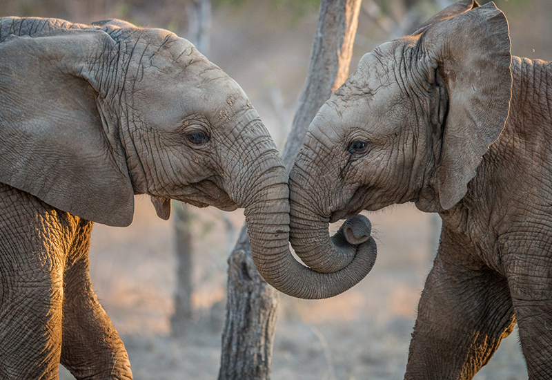 Two elephants caressing - animals in Botswana 