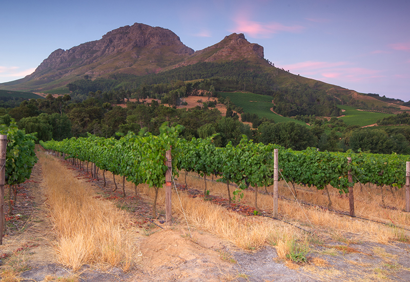 Vineyard in Stellenbosch - Cape Winelands 