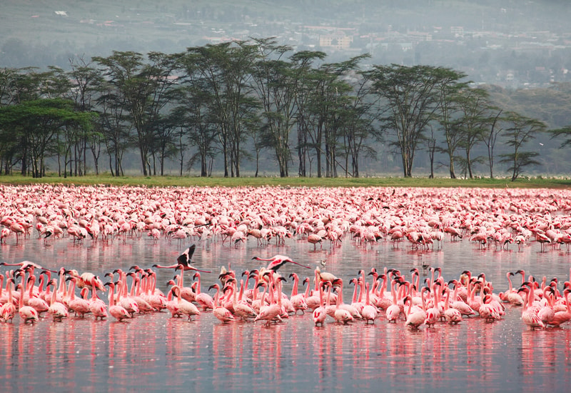 flamingos in a lake in East Africa Kenya during the flamingo migration