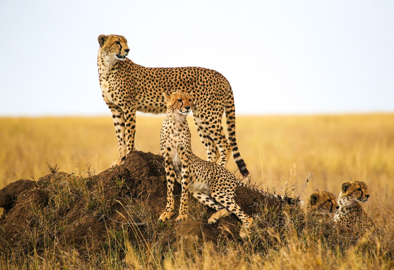 cheetahs sit on an ant hill in an East African plain