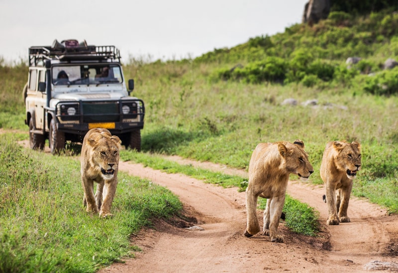 three lionesses walking ahead of a car on a East African safari