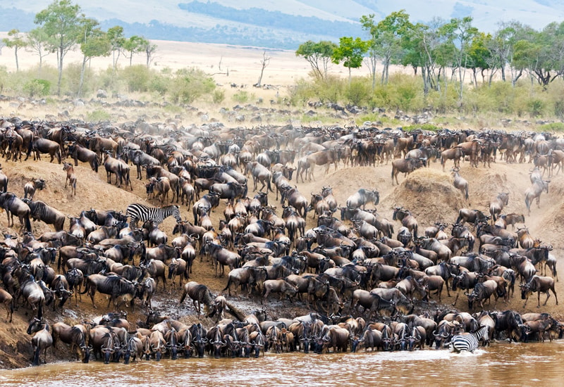 thousands of wildebeests crossing a river during the great migration in East Africa