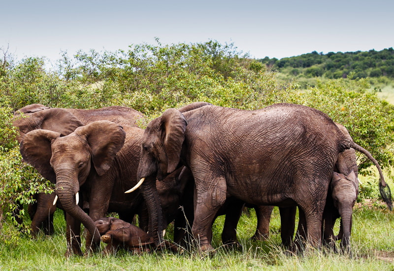 a newborn elephant greeted by its family.