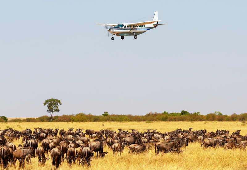 Huge herds of wildebeest can be seen from an aeroplane transfer
