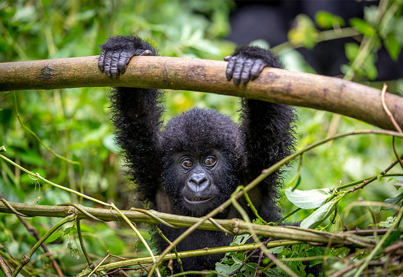 baby mountain gorilla playing in the protected rainforest 