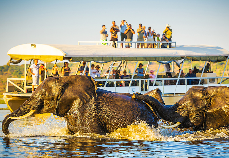 Guests viewing elephants swimming in the Chobe River