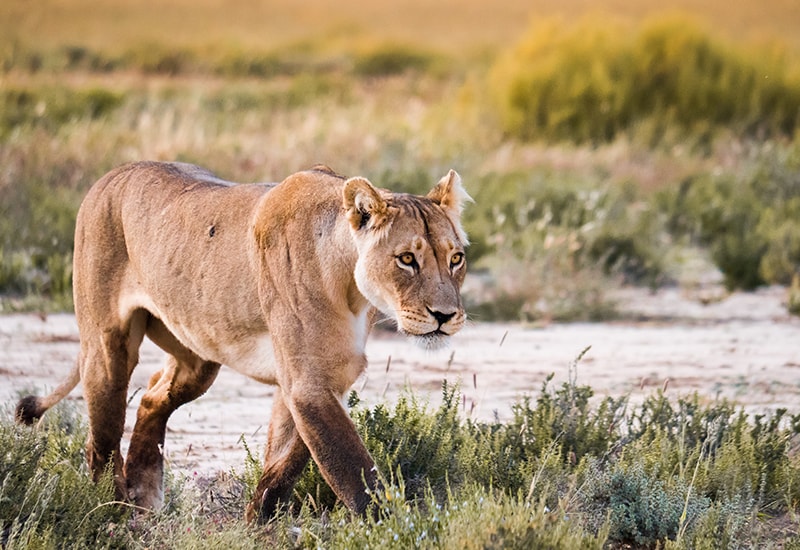 lioness walking in botswana kalahari