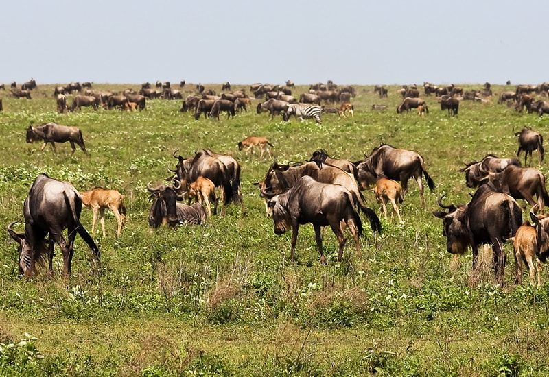 wildebeest calves stand with their mothers during the great migration