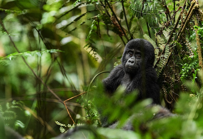 baby-gorilla-in-uganda-forest