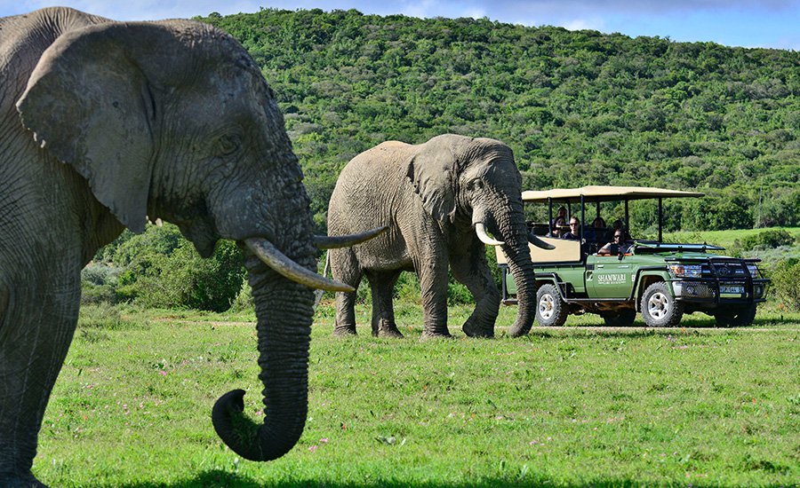two elephants viewed on game drive on garden route