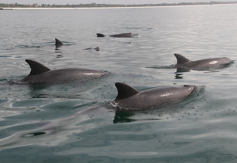 dolphins swimming right up next to a boat in Watamu
