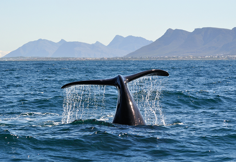 whale lobtailing in Hermanus