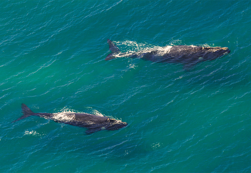 mother and calf humpback whale seen off-shore 