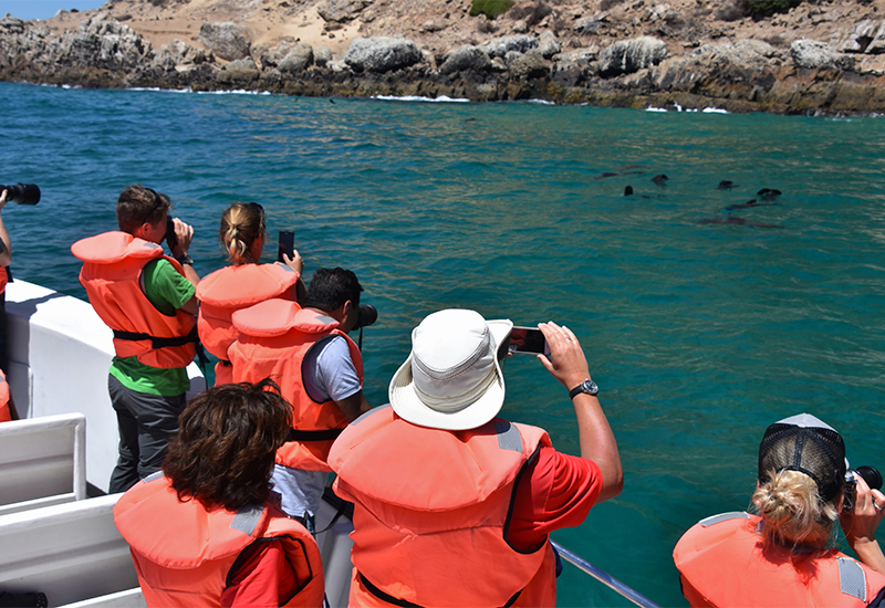 group of tourists viewing Cape Fur Seals at Seal Island