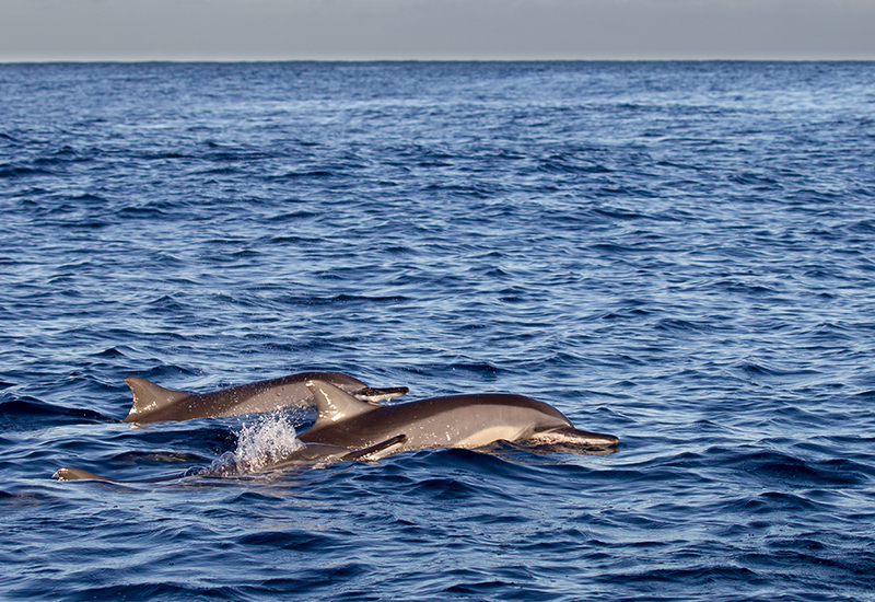 Spinner dolphins swimming in the Indian Ocean