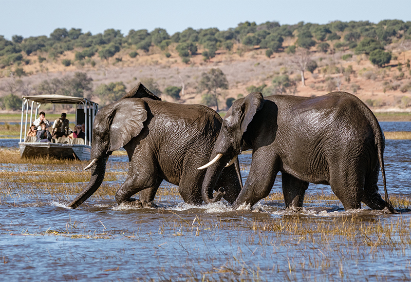 elephants crossing the Chobe River whilst visitors look on from a boat