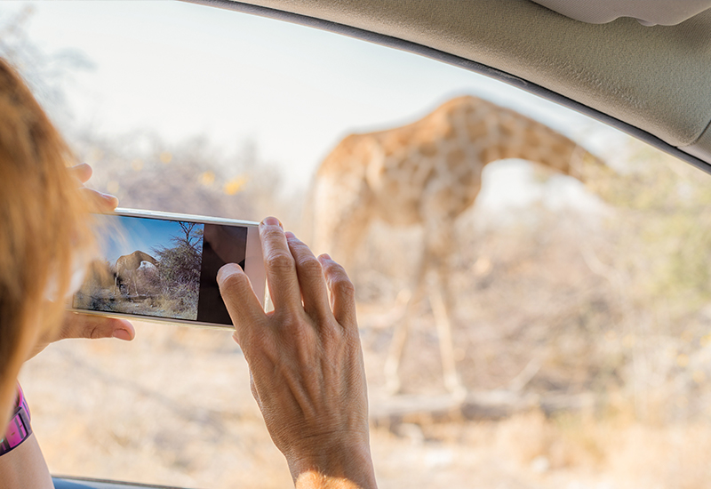 woman taking photo of giraffe on self drive