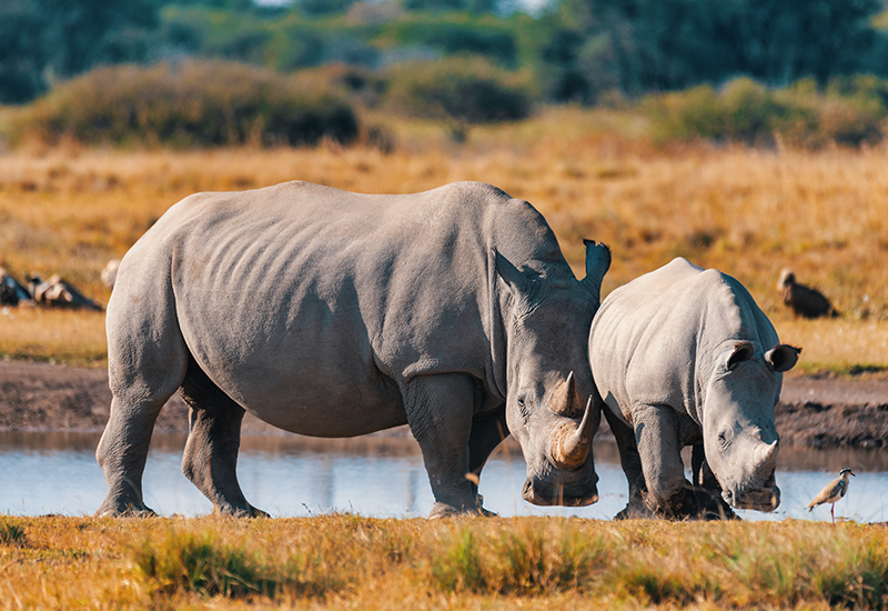 Rhino sighting in Matobo National Park