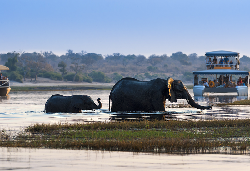 Boat cruises on the Chobe River with sighting of elephants bathing 